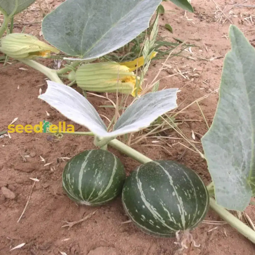 Green Calabazilla Vegetable Seeds For Easy Planting Seeds