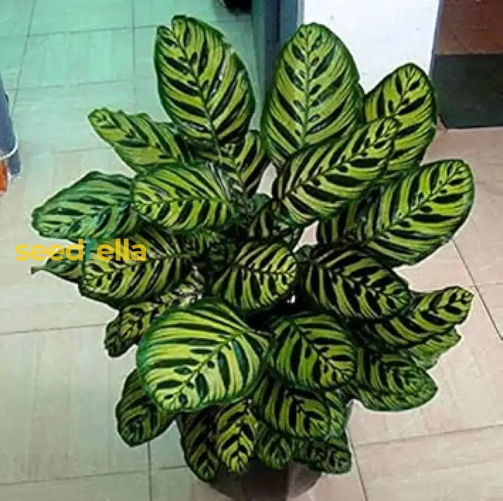 Green Calathea Plant Seeds For Planting | Indoor Tropical Seeds