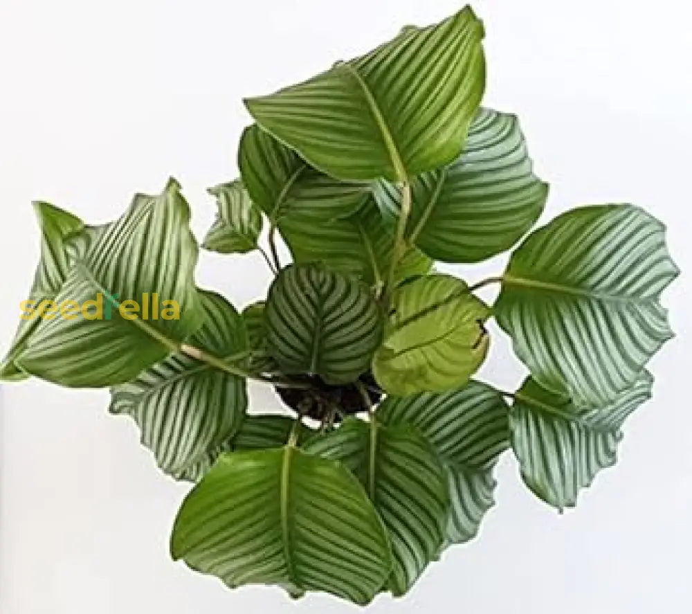 Green Calathea Plant Seeds For Planting | Indoor Tropical Seeds