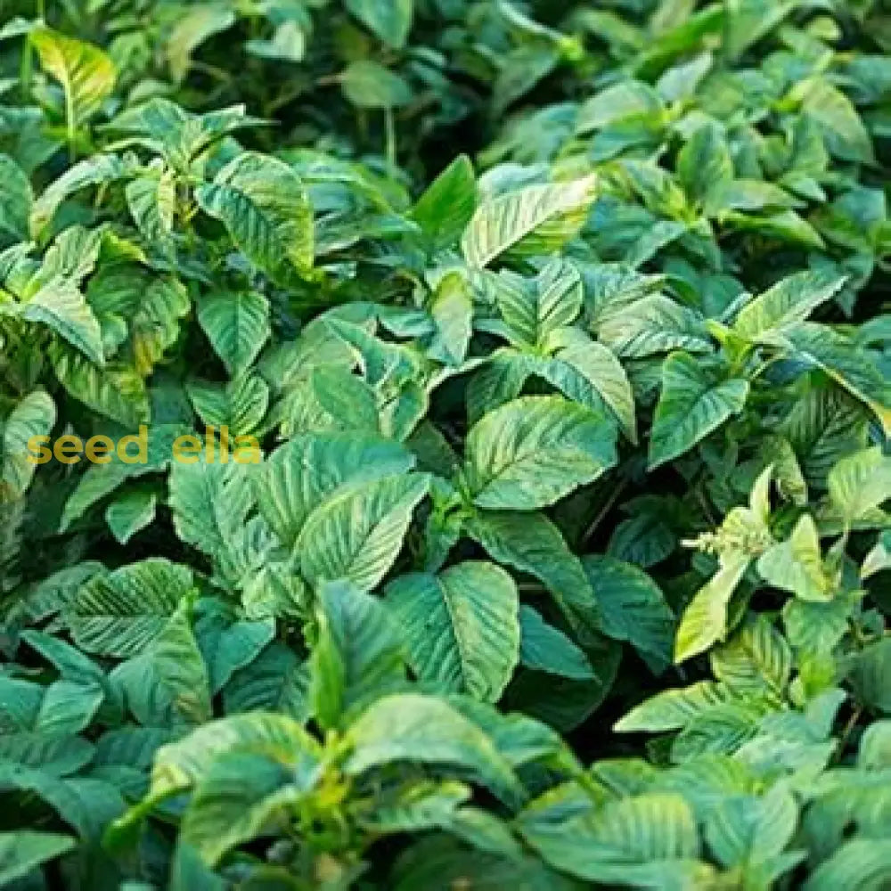 Green Callaloo Vegetable Planting Seeds Seeds