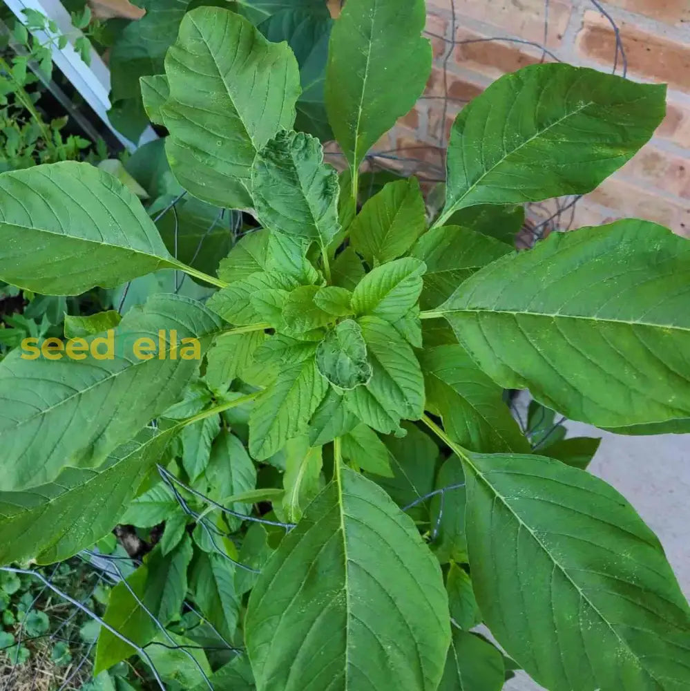 Green Callaloo Vegetable Planting Seeds Seeds