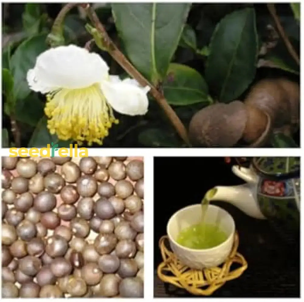 Green Camellia Sinensis Seeds For Planting Herb