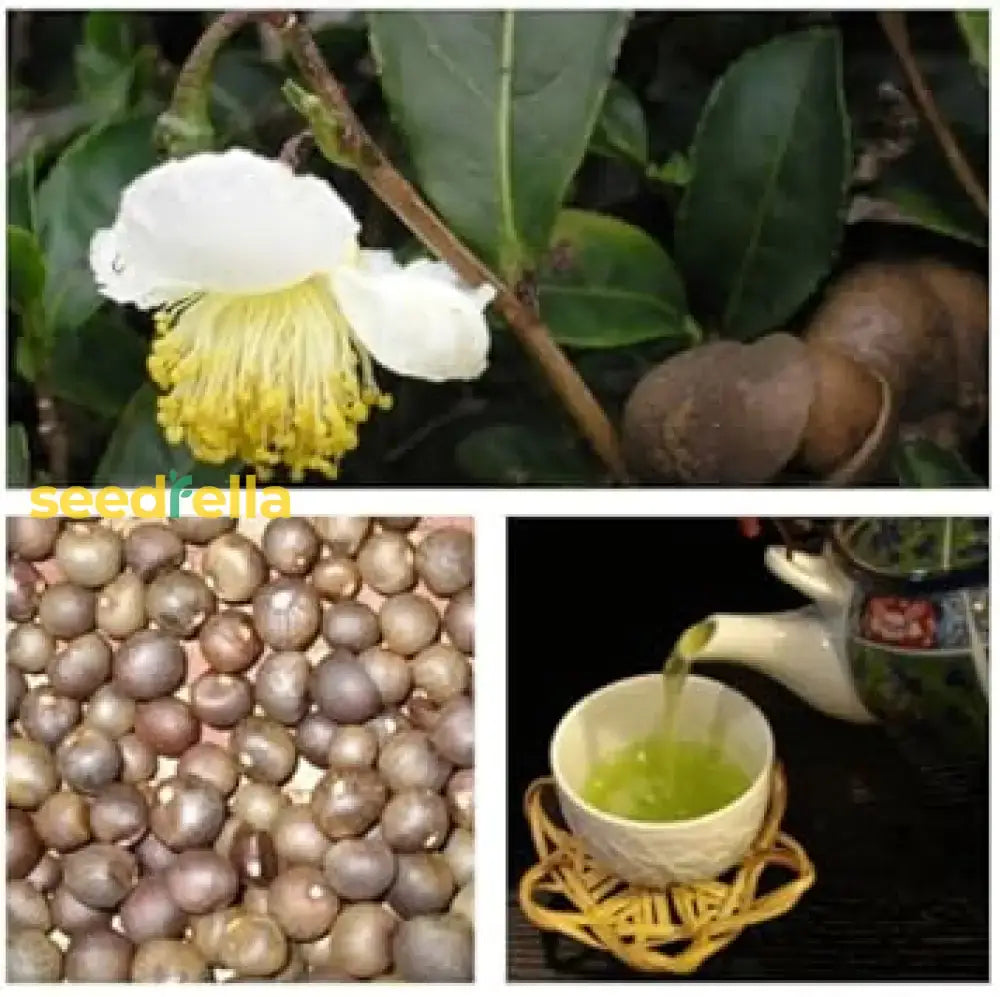 Green Camellia Sinensis Seeds For Planting Herb