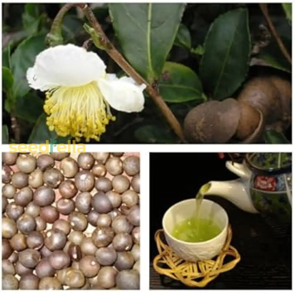 Green Camellia Sinensis Seeds For Planting Herb