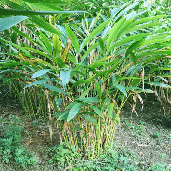 Green cardamom seeds Elettaria cardamomum for planting