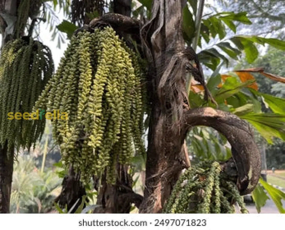 Green Caryota Obtusa Tree Seeds For Easy Planting Plant Seeds