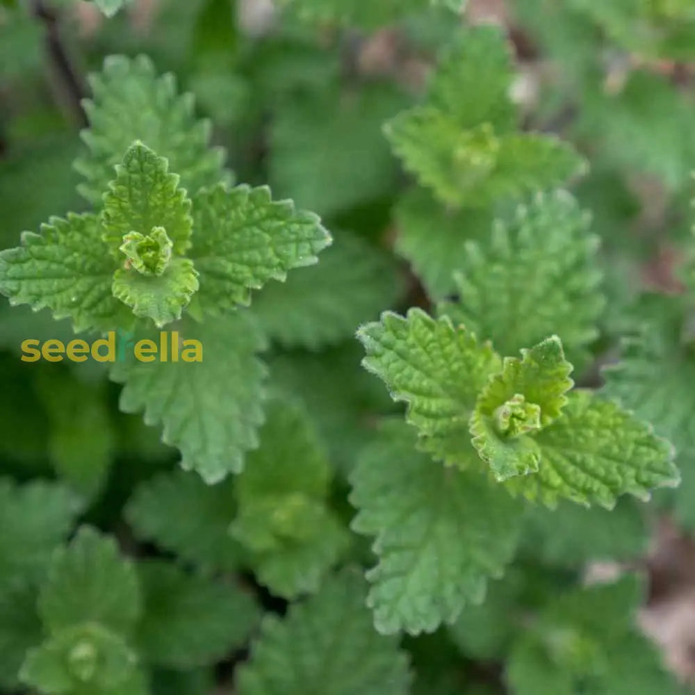 Green Cat Mint Seeds For Planting Herb