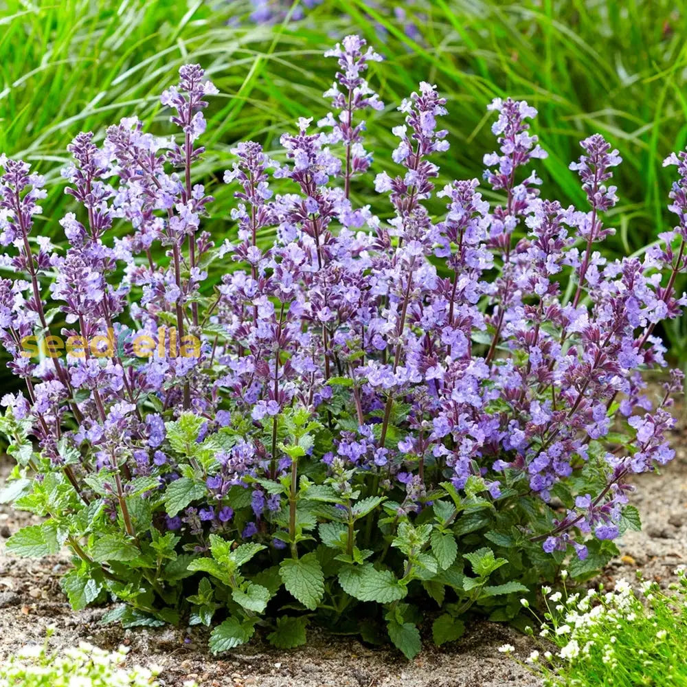 Green Cat Mint Seeds for Planting – Non-GMO Fragrant Perennial Herb