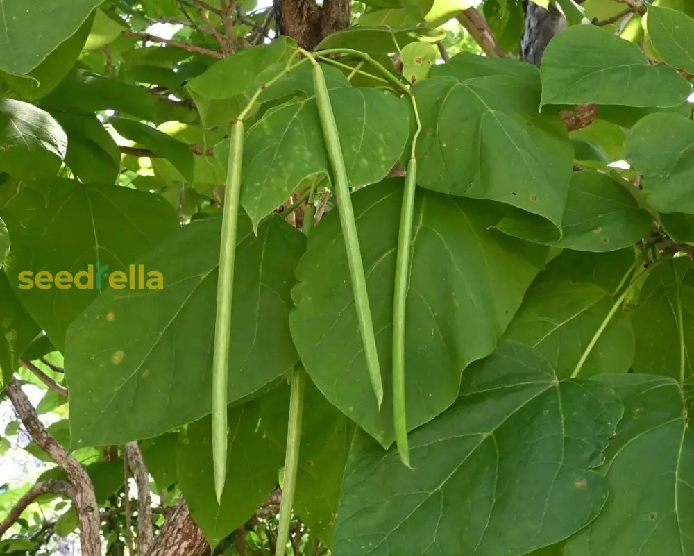 Green Catalpa Bignonioides seeds for planting Non-GMO variety