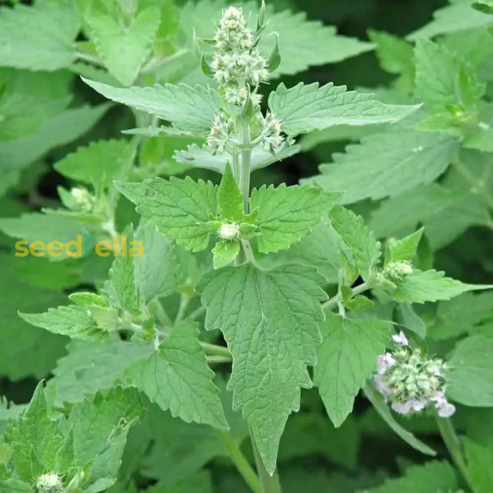 Green Catnip Seeds For Easy Planting Herb