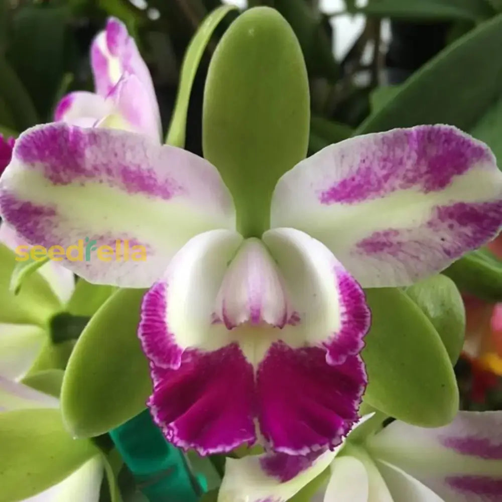 Green Cattleya Flower Planting Seeds For Vibrant Blooms