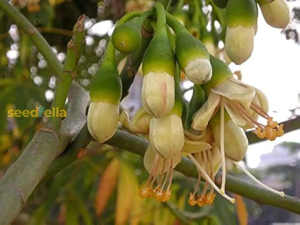 Green Ceiba Pentandra Flower Seeds For Planting  Create Stunning Tropical Gardens