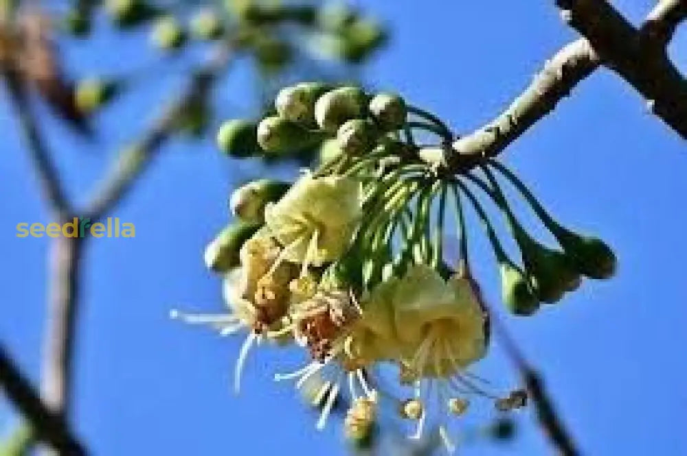 Green Ceiba Pentandra Flower Seeds For Planting  Create Stunning Tropical Gardens