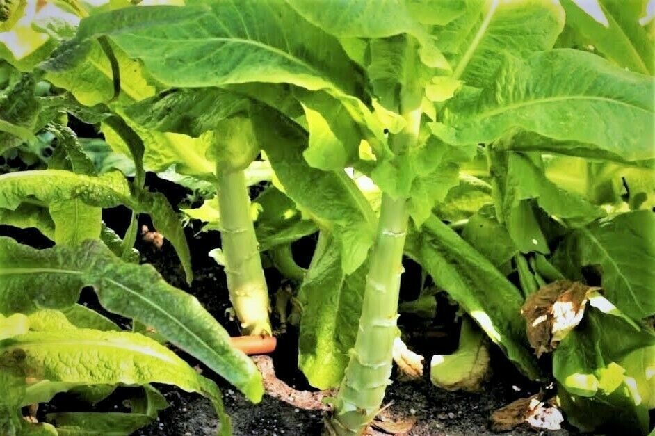 Green Celtuce Asparagus vegetable seeds for planting