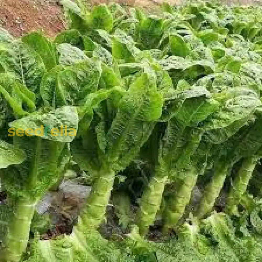 Green Celtuce Asparagus Vegetable Seeds For Planting