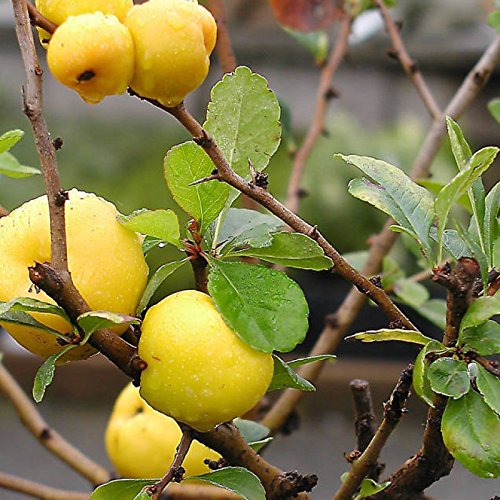 Green Chaenomeles seeds for planting home gardens