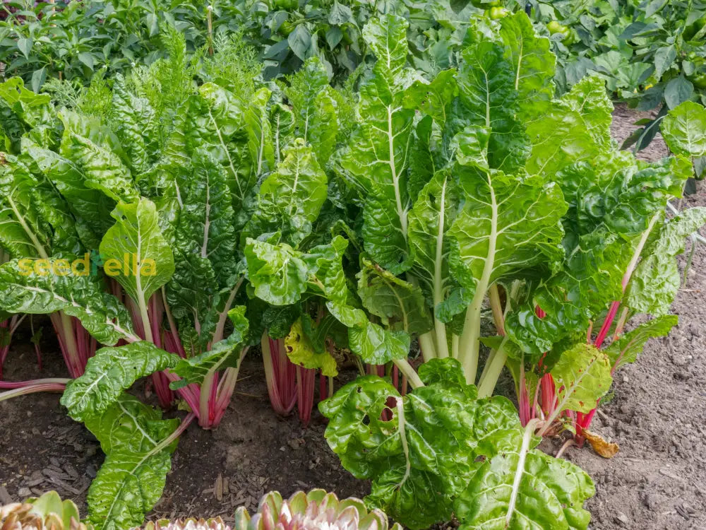 Green Chard Vegetable Seeds  Perfect For Home Gardening Seeds