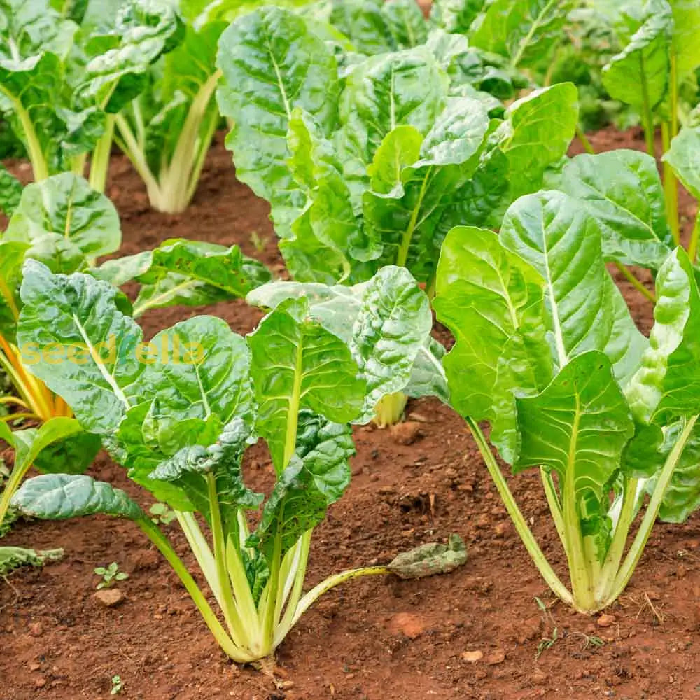 Green Chard Vegetable Seeds  Perfect For Home Gardening Seeds