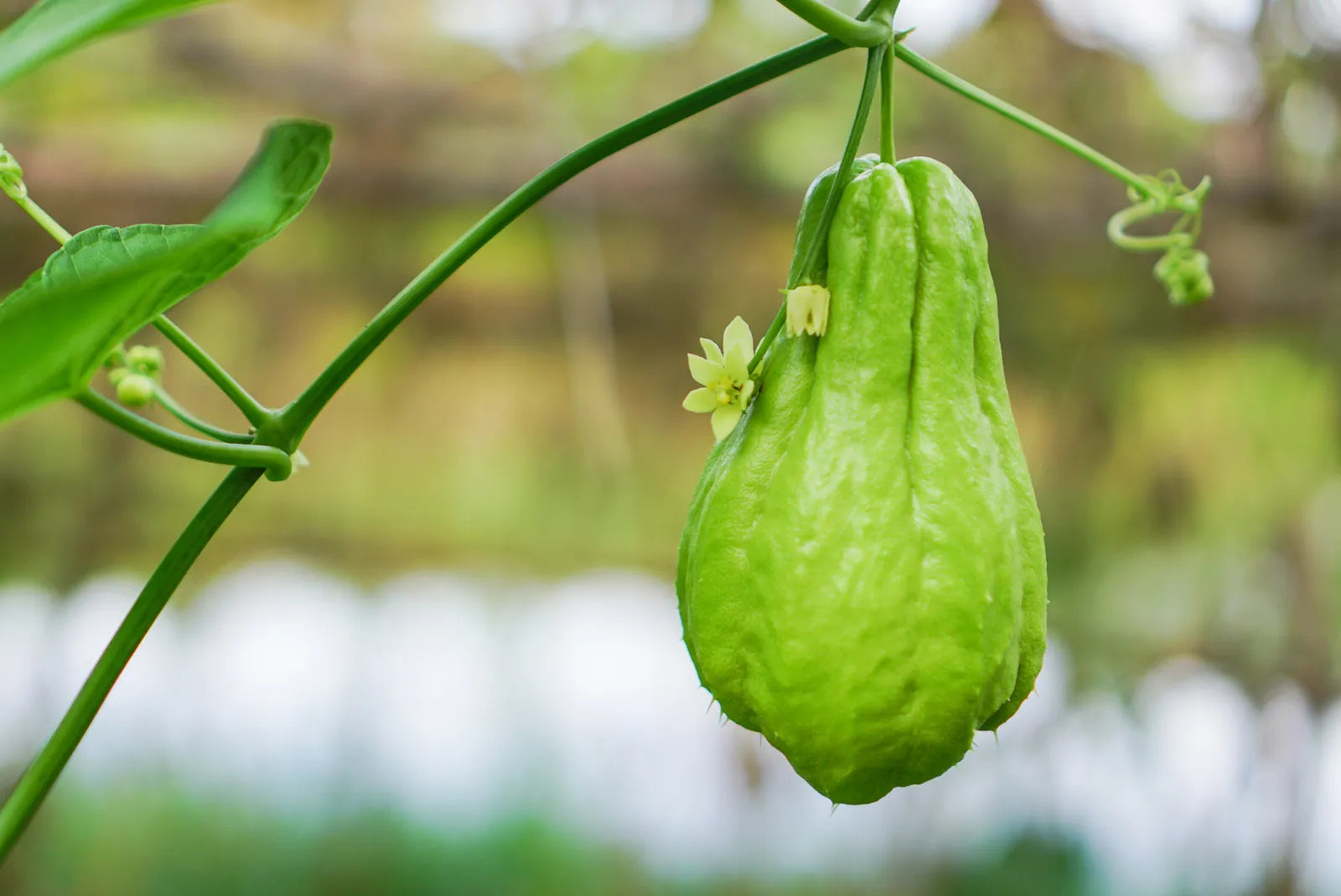 Non-GMO green chayote seeds for planting