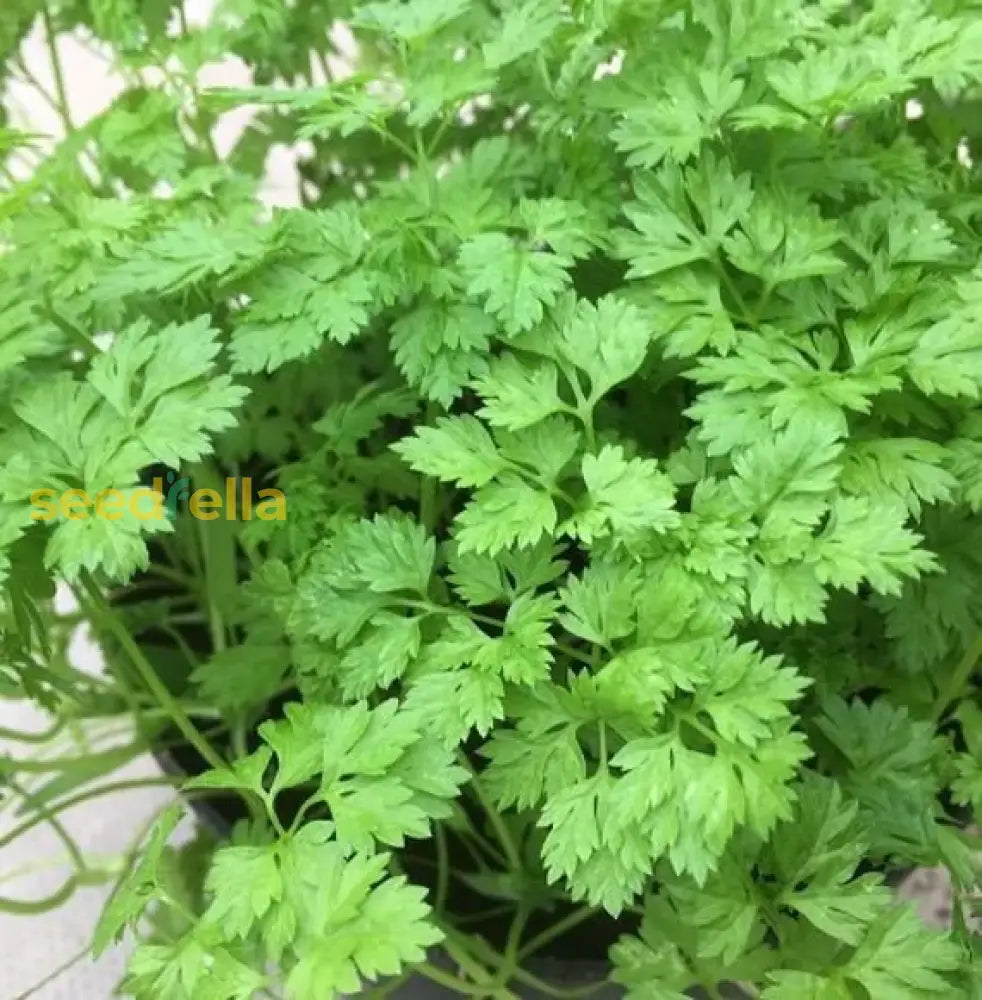 Green Chervil Curled Seeds For Home Planting Plant Seeds