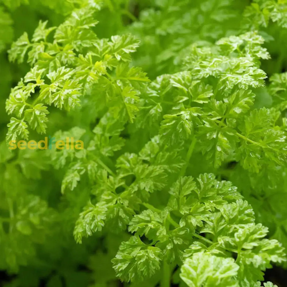 Green Chervil Curled Seeds For Home Planting Plant Seeds