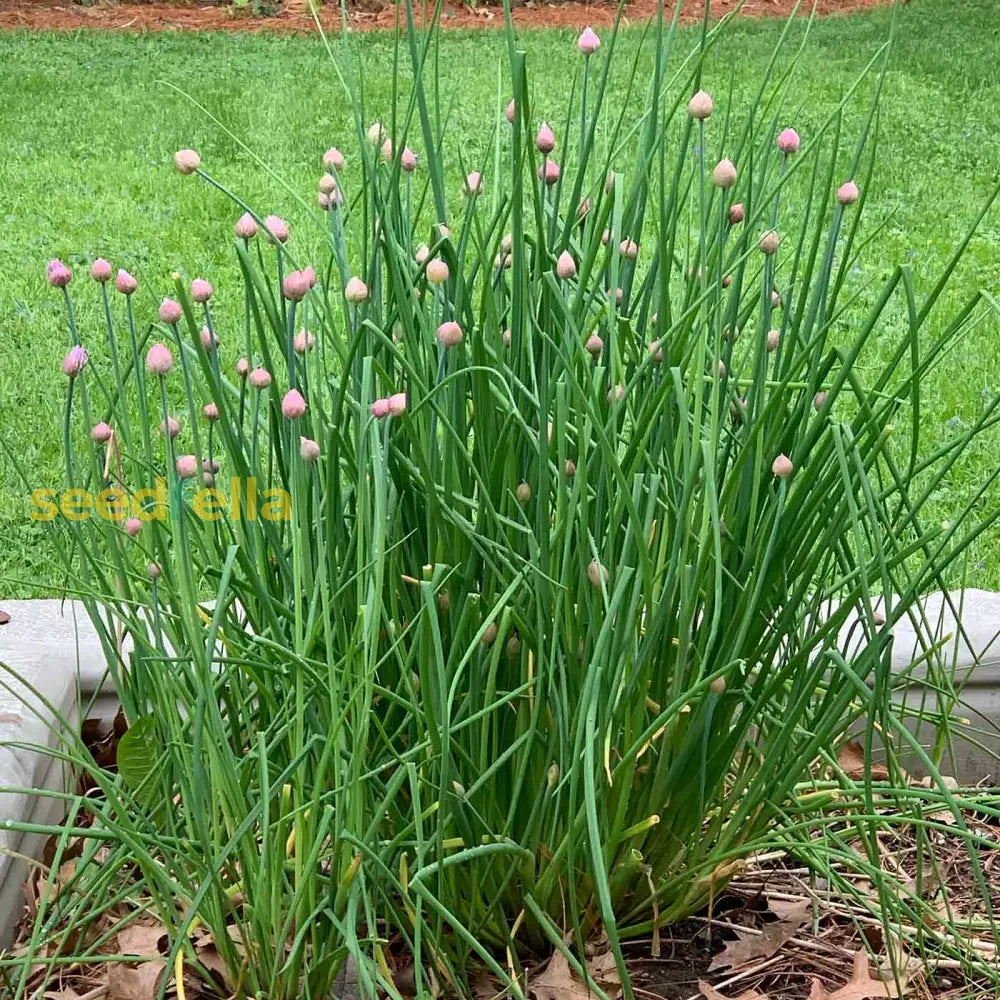 Green Chive Vegetable Seeds - Perfect For Planting Seeds