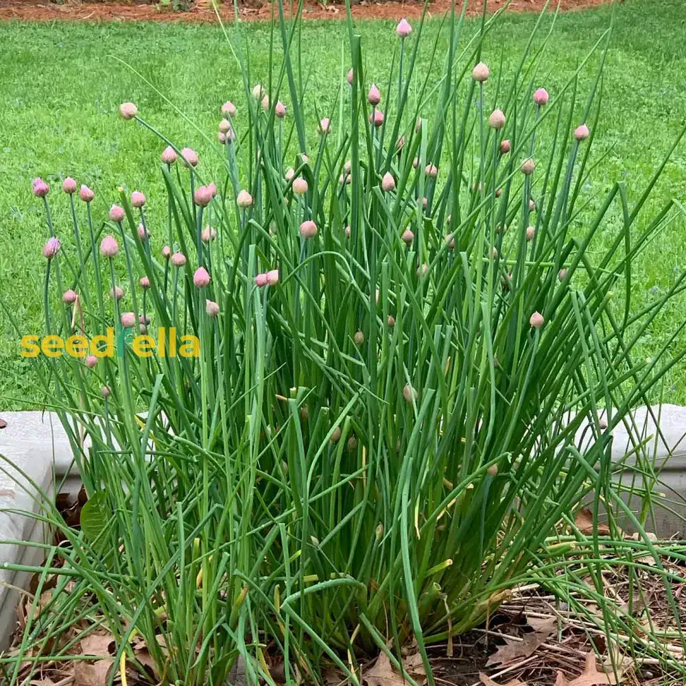 Green Chive Vegetable Seeds - Perfect For Planting Seeds