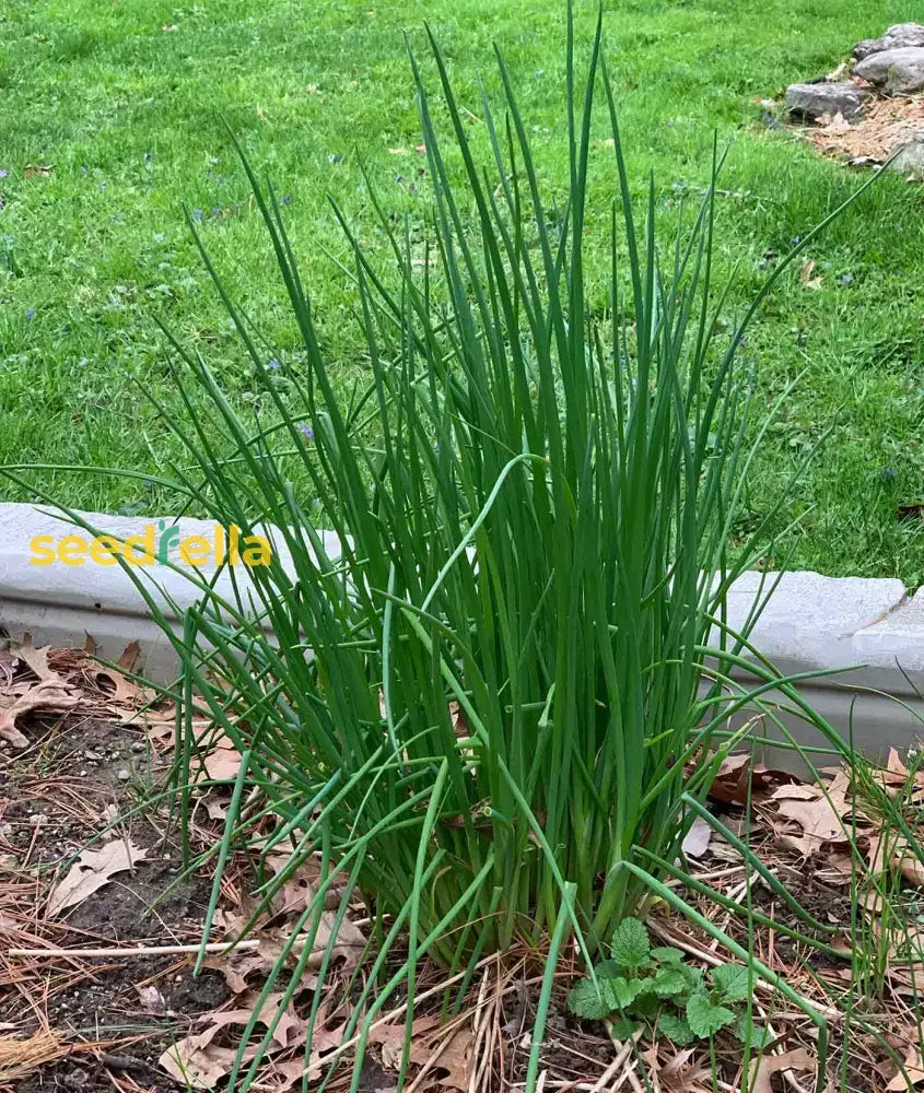 Green Chive Vegetable Seeds - Perfect For Planting Seeds