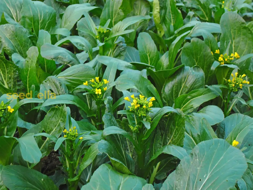 Green Choy Sum seedlings sprouting in soil