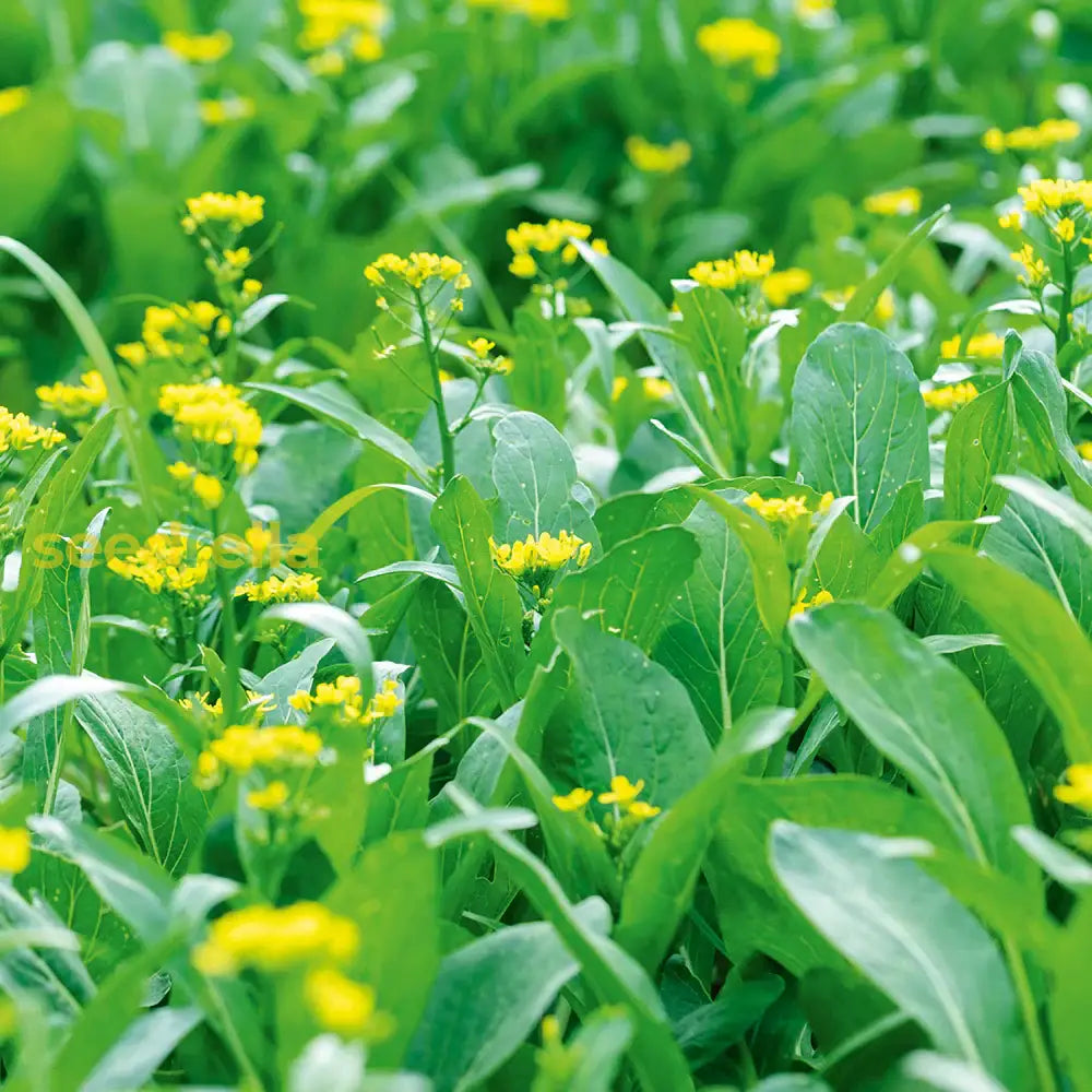 Green Choy Sum Vegetable Seeds For Easy Planting Seeds