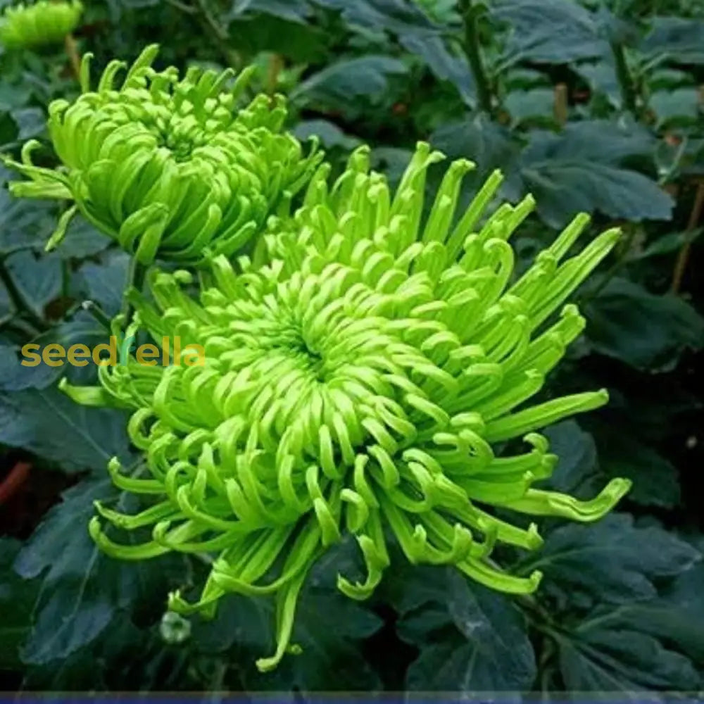 Green Chrysanthemum Seeds For Planting  Perennial Blooms Plant Seeds