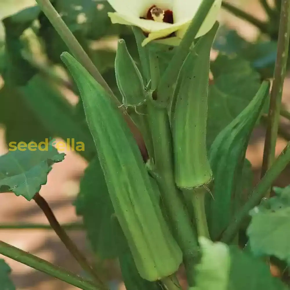 High quality Green Clemson okra seeds closeup