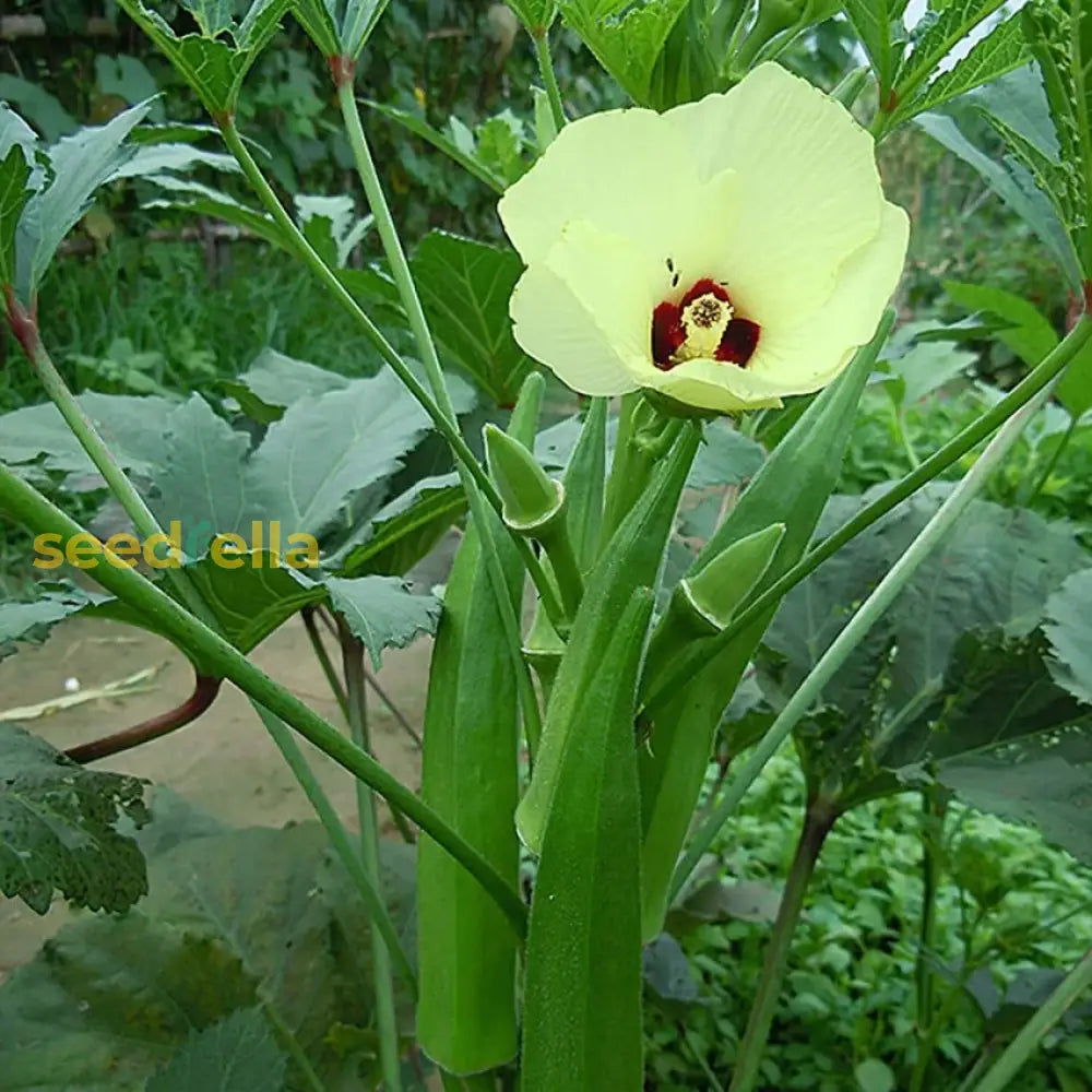 Green Clemson okra seeds for planting non GMO