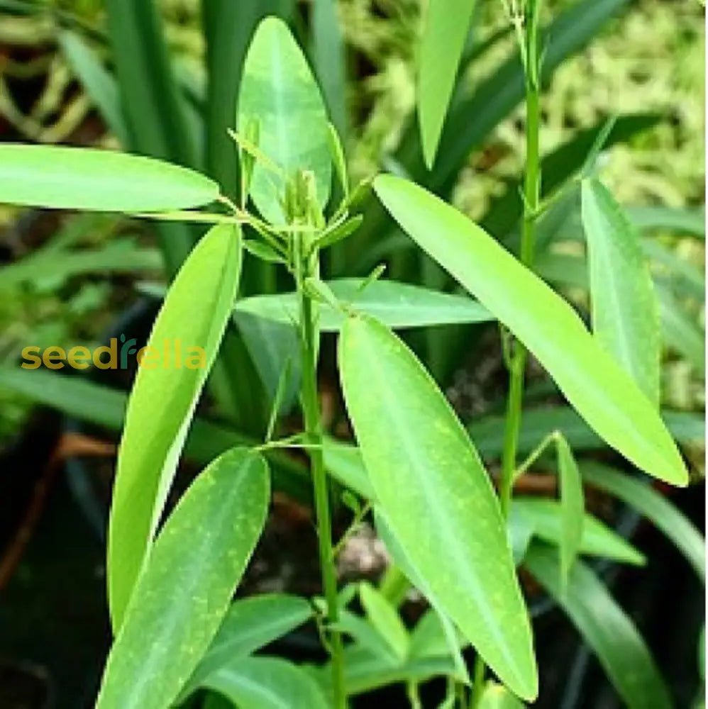 Green Codariocalyx Motorius Planting Seeds For Vibrant Growth Plant Seeds