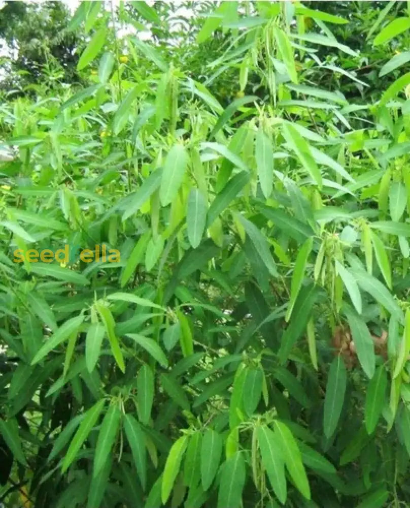 Green Codariocalyx Motorius Planting Seeds For Vibrant Growth Plant Seeds