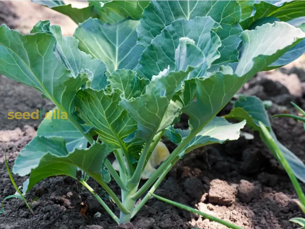 Green Collard leaves developing