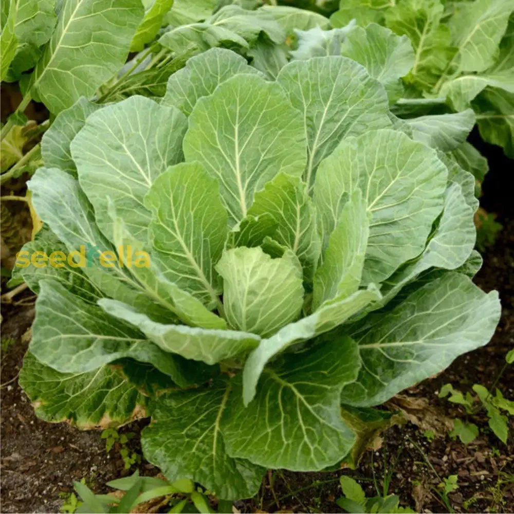 Green Collard Vegetable Seeds For Planting Seeds