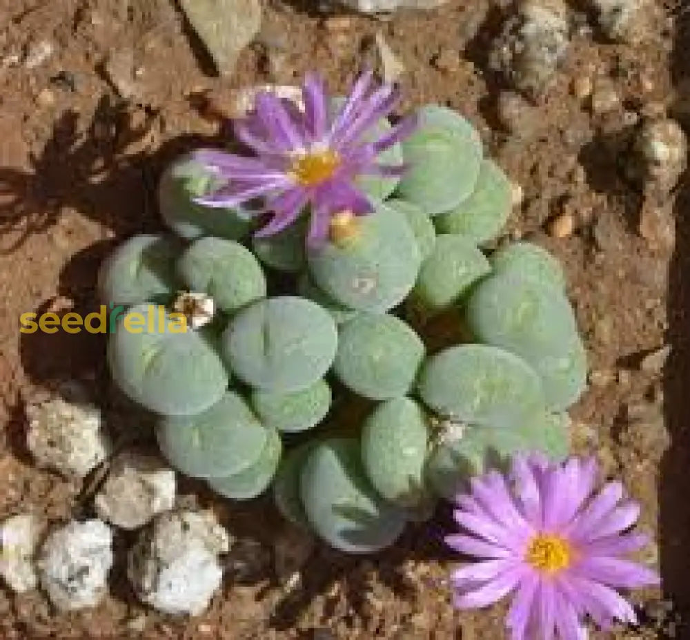 Green Conophytum Ernianum Flower Seeds | Unique Planting For Your Garden