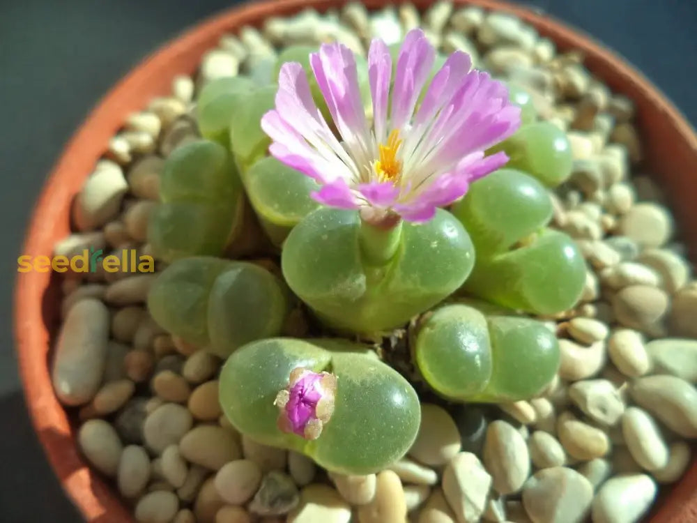 Green Conophytum Ernianum Flower Seeds | Unique Planting For Your Garden