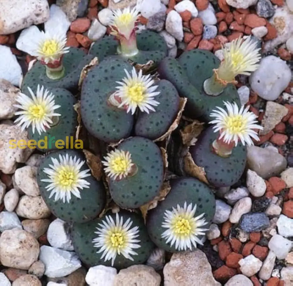 Green Conophytum Obcordellum Seeds For Easy Planting Plant Seeds