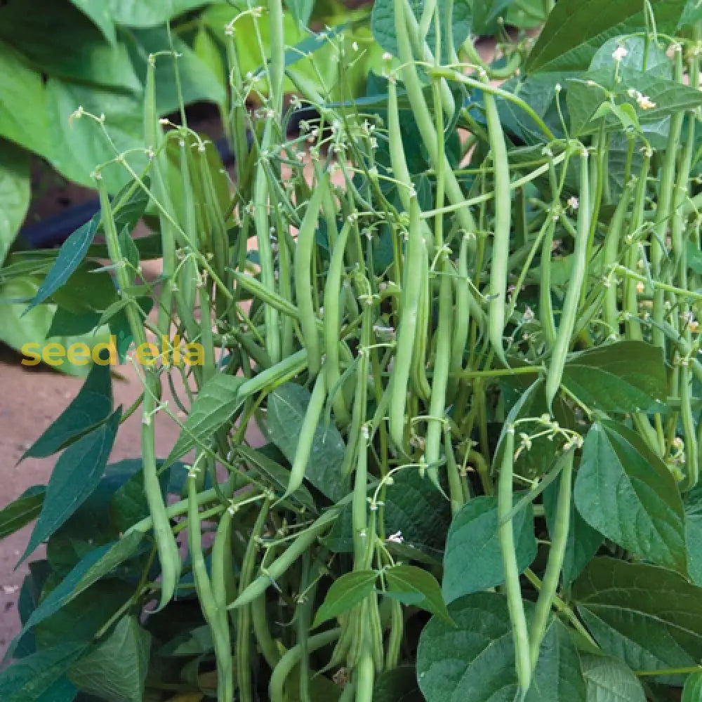 Green Contender Bean Seeds For Easy Planting