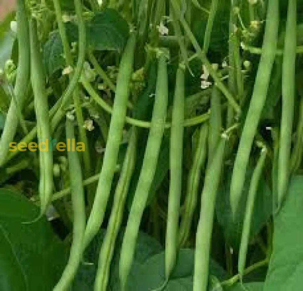 Green Contender Bean Seeds For Easy Planting