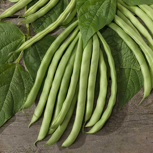 Bush bean plants from Green Contender seeds in garden