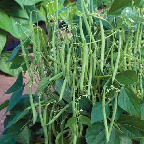 Green Contender bean seeds for planting bush bean variety