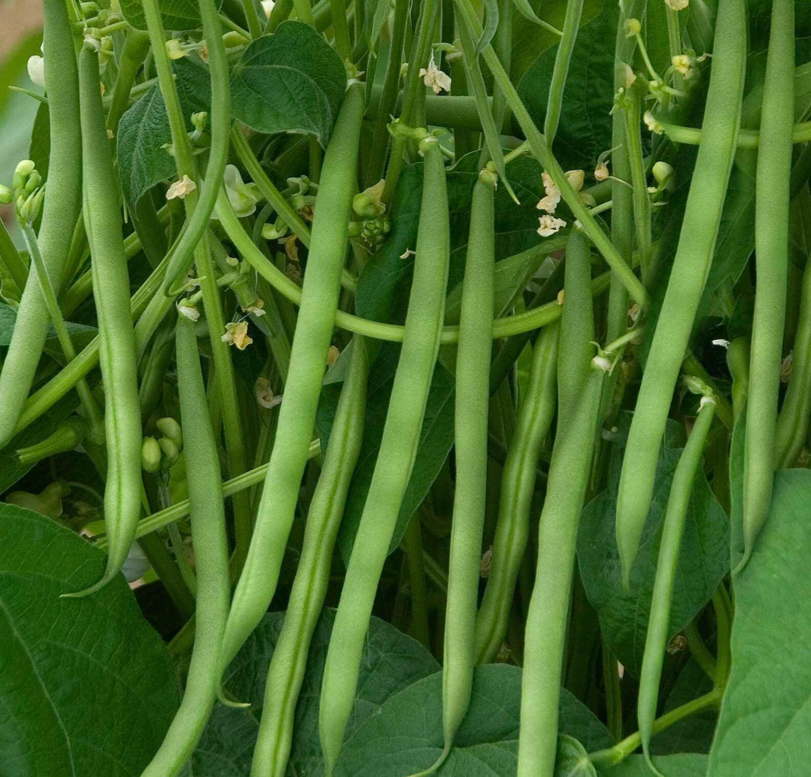 Green Contender bean plant grown from seeds