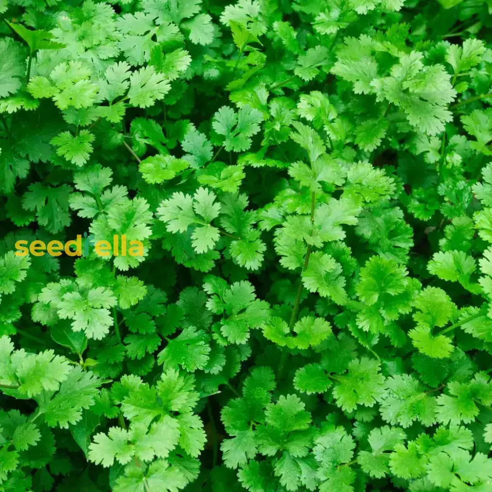 Green Coriander Seeds For Vegetable Planting Seeds