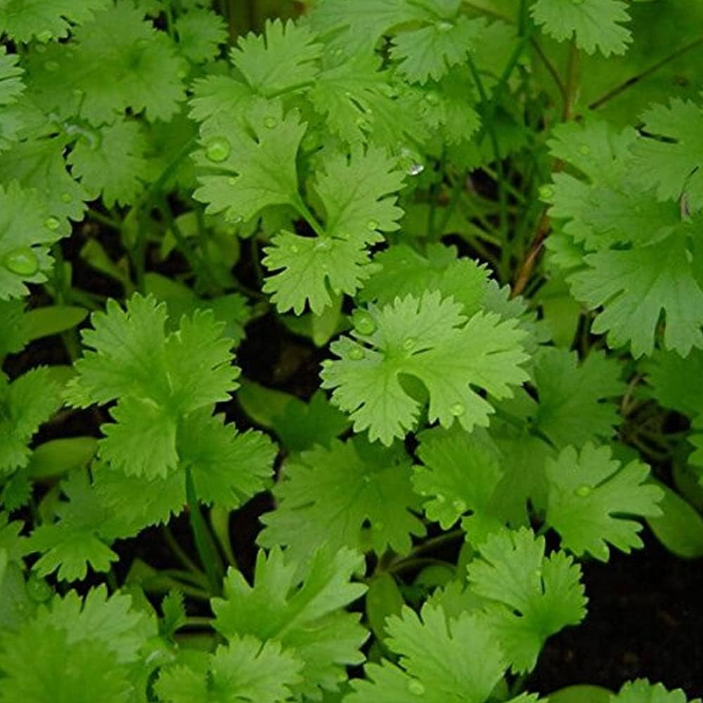 Green coriander seeds for planting