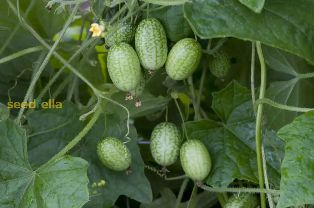 Green cucamelon fruits on vine in garden