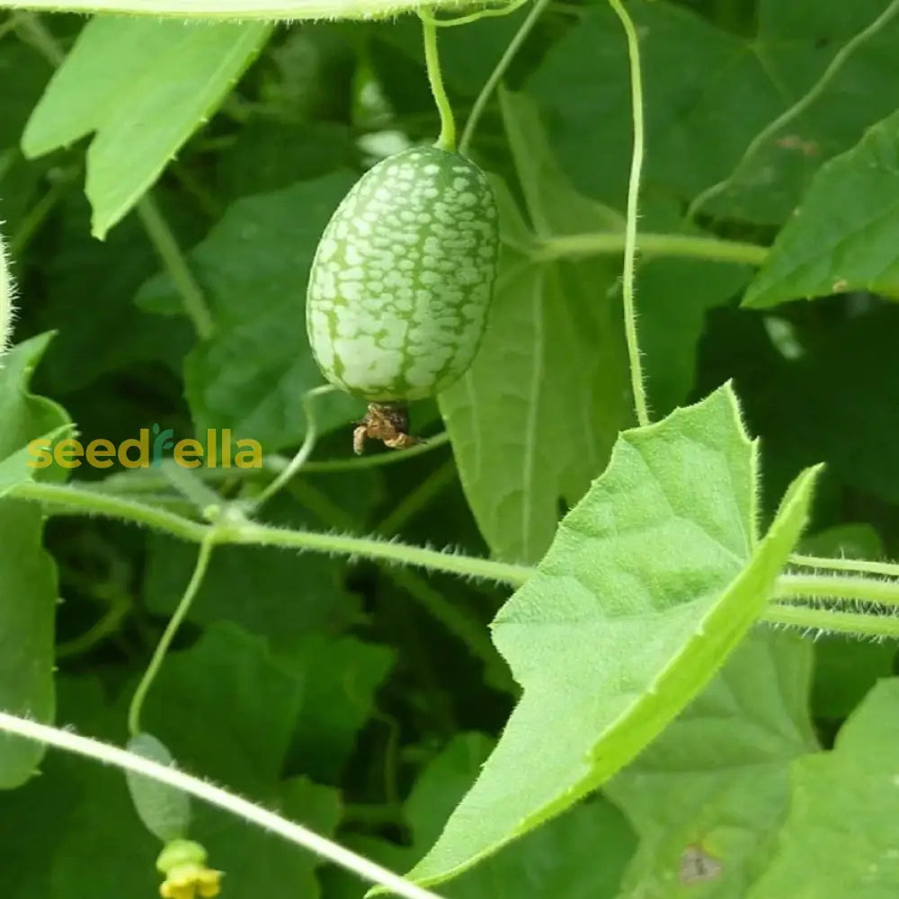 Green Cucamelon Vegetable Seeds For Planting Seeds