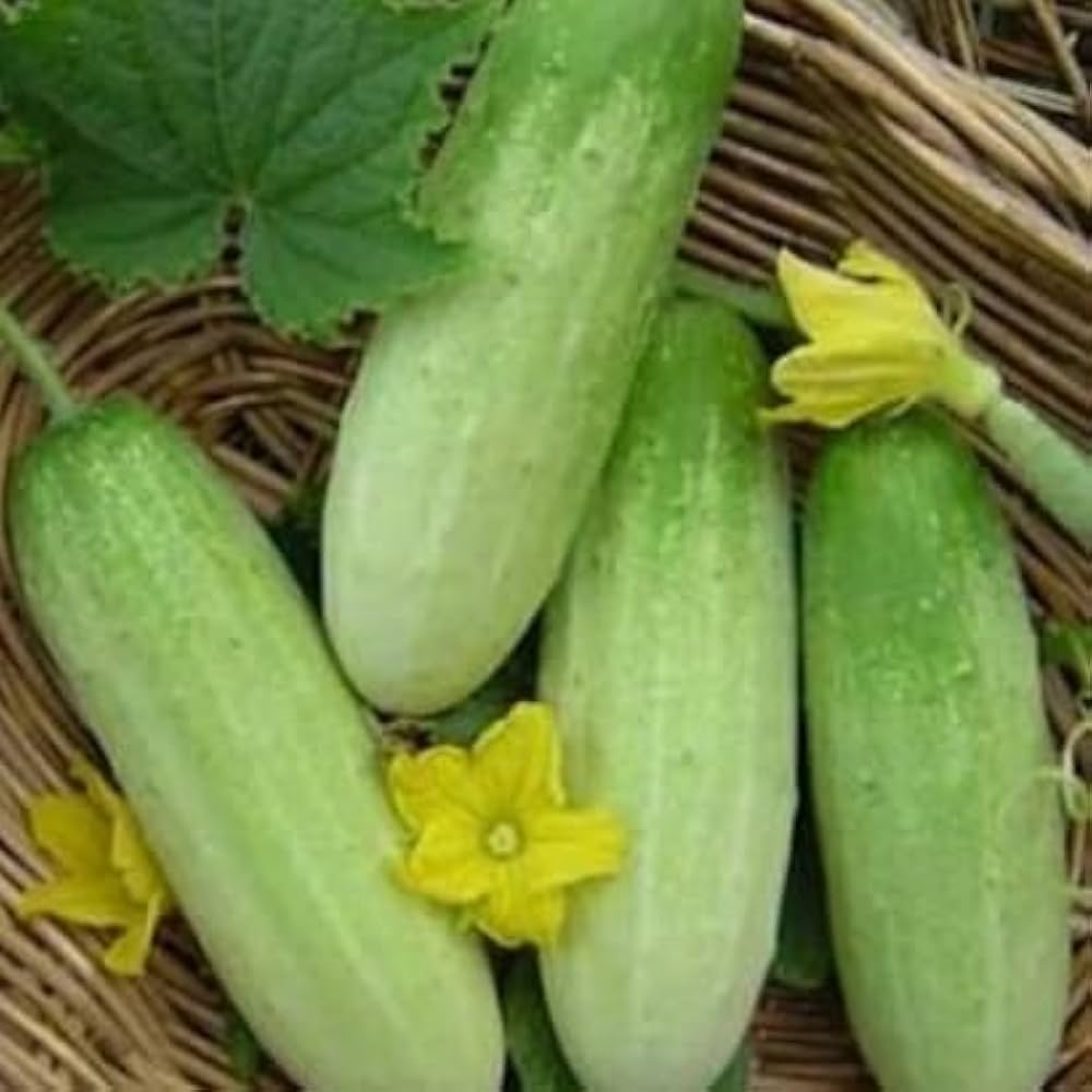 Green cucumber plants grown from cucumber seeds in home garden